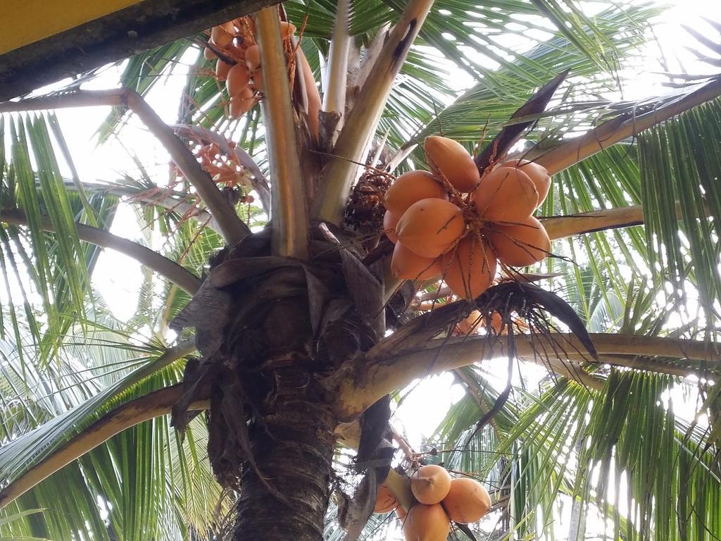 Allan Guest Mirissa Banduramulla Ngoại thất bức ảnh